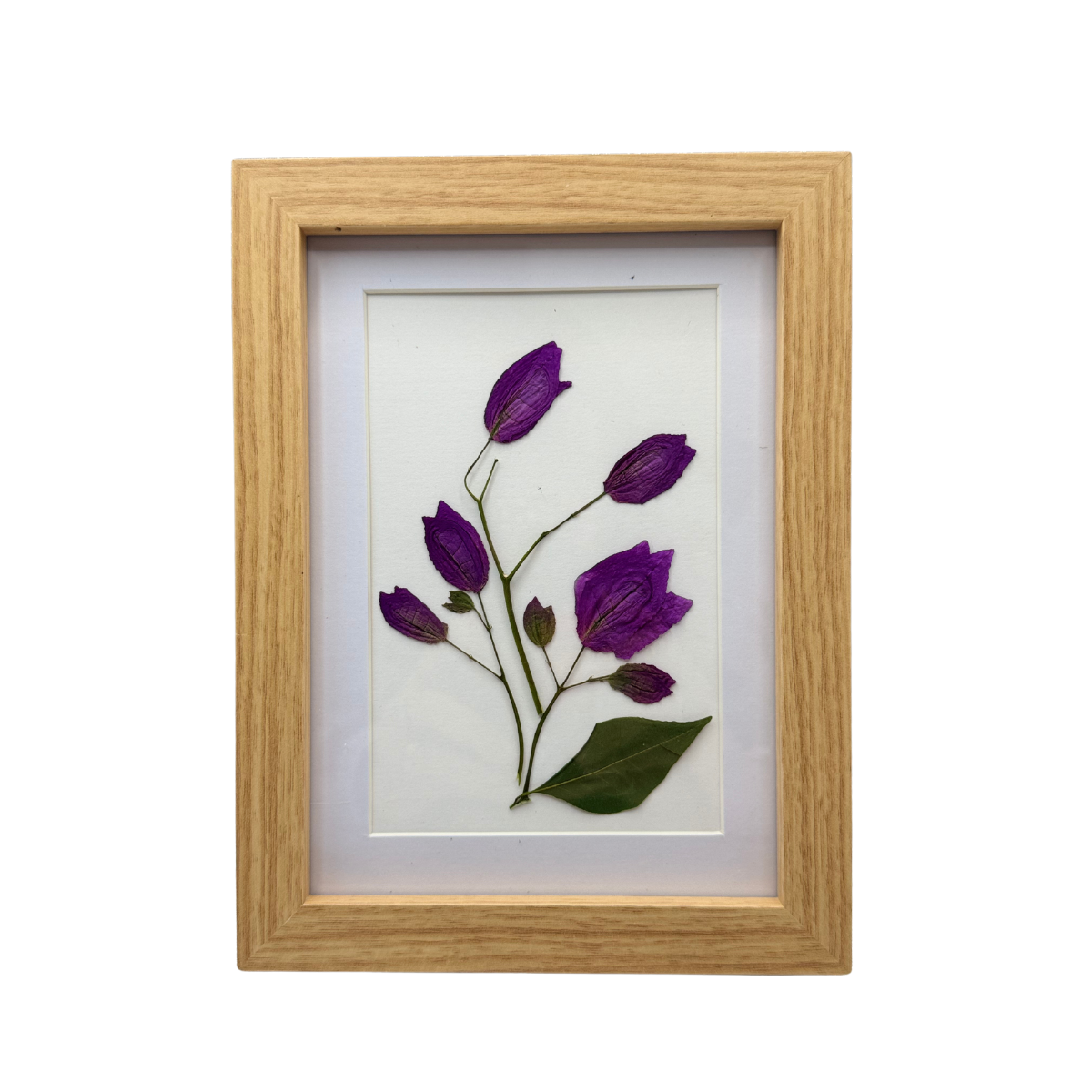 Violetas al Amanecer - Bugambilias