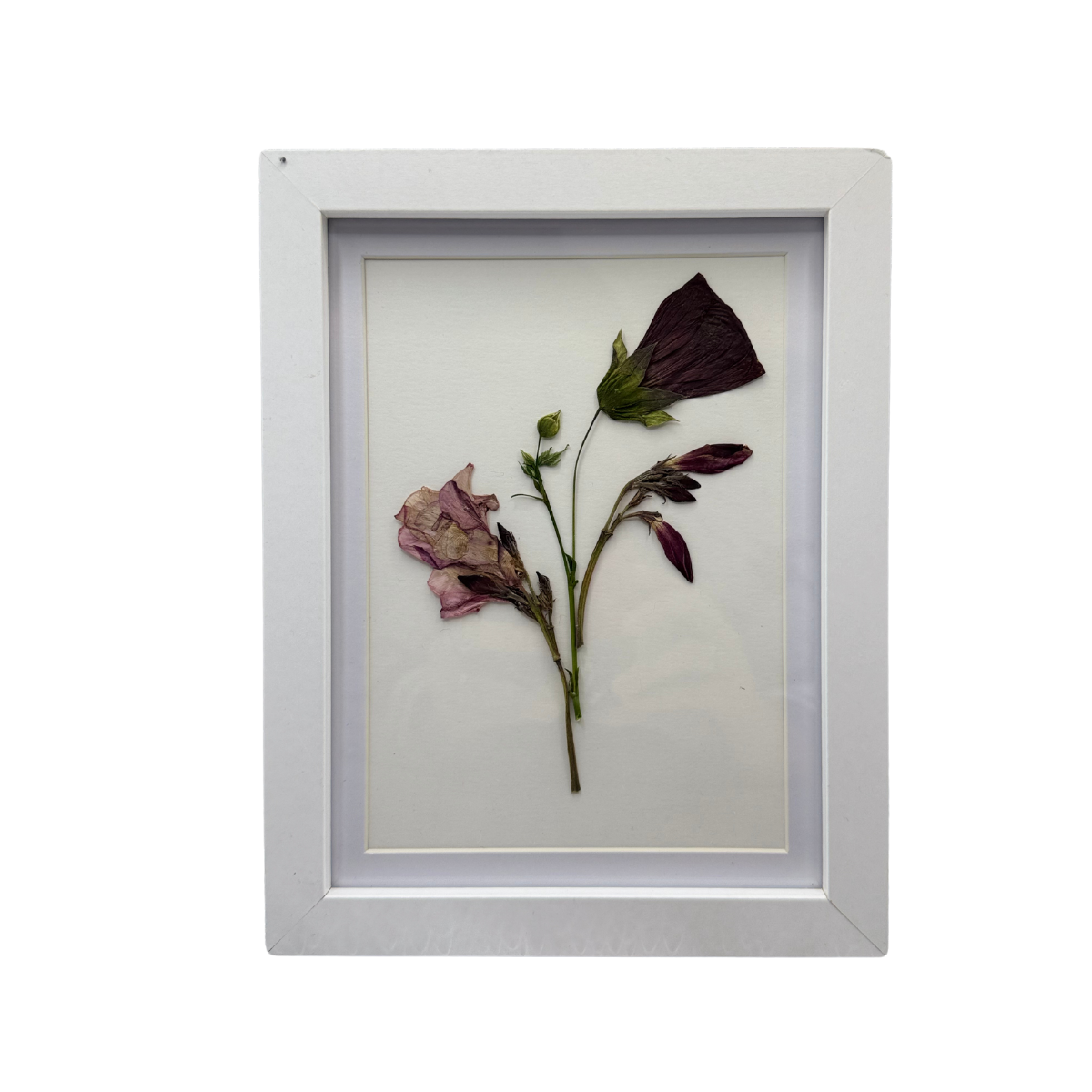 Dueto Botánico – Cuadro de Abutilón Rojo y Laurel Rosado