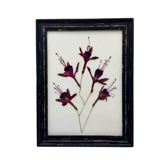Fucsias del Silencio - Marco Vintage